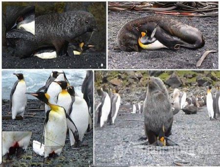 海豹会对企鹅做什么 科学家目睹海豹奸杀企鹅并将其吃掉