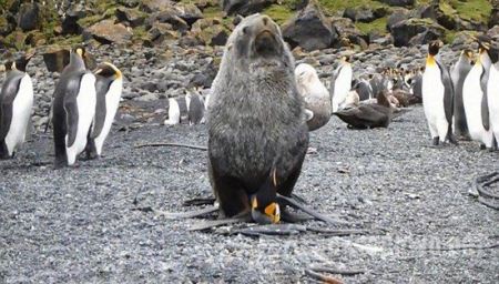 海豹会对企鹅做什么 科学家目睹海豹奸杀企鹅并将其吃掉