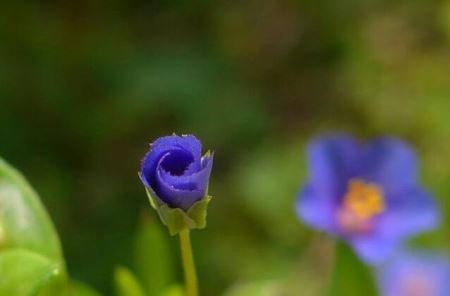 有一种报春花科植物叫蓝花琉璃繁缕!