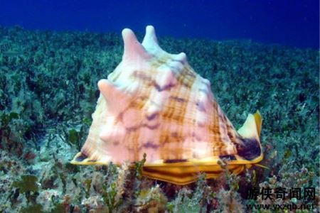 世界上最大的海螺