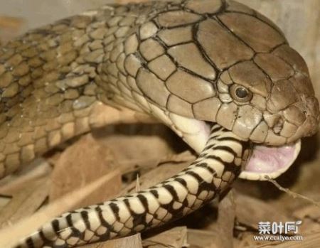 世上体型最长的毒蛇眼镜王蛇