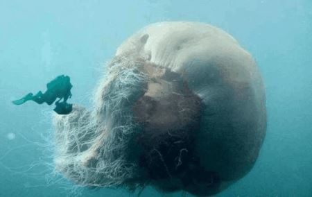 世界十大深海巨怪 传说中的海洋巨怪图片