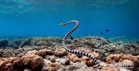 世界毒蛇攻击性排名：攻击力最强的蛇有哪些图片