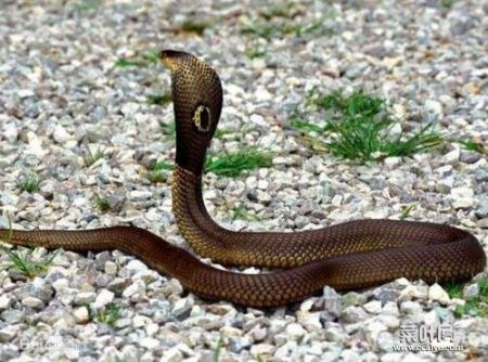 世界毒蛇攻击性排名：攻击力最强的蛇有哪些图片