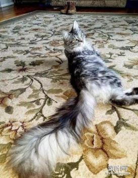 世界上尾巴最长的猫，缅因猫尾巴长达45厘米