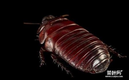 世界上最大的蟑螂是什么，犀牛蟑螂10厘米长！