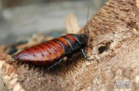 世界上最大的蟑螂是什么，犀牛蟑螂10厘米长！