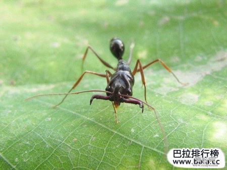 世界上最凶的10种蚂蚁排名，“子弹蚁”实至名归