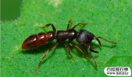 世界上最凶的10种蚂蚁排名，“子弹蚁”实至名归
