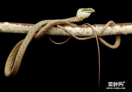 世界上十大最恐怖的毒蛇 非洲腾蛇是最恐怖！