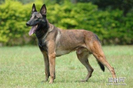 中国十大警犬品种排名 第一名是德国牧羊犬