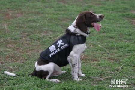 中国十大警犬品种排名 第一名是德国牧羊犬