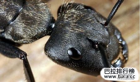 世界上最凶的十大蚂蚁排名