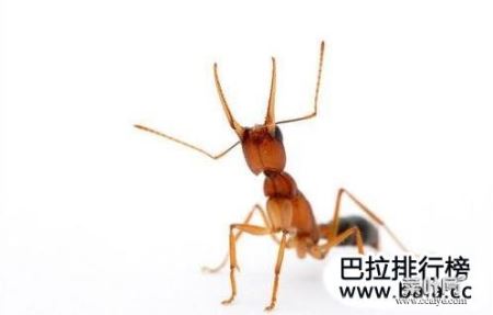 世界上最凶的十大蚂蚁排名