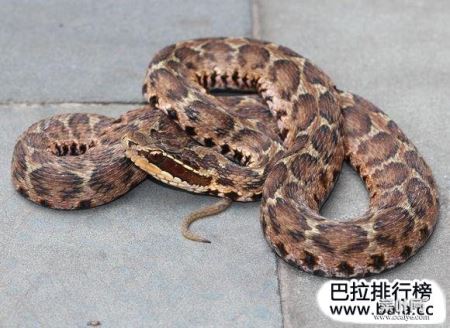 中国十大致命毒蛇排行榜，谁是第一名？