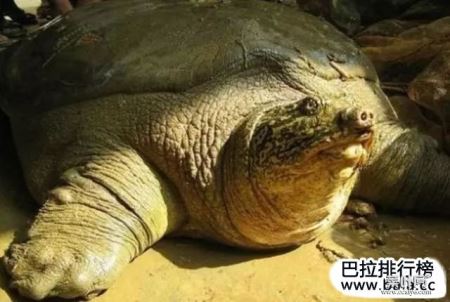 世界十大名龟排行榜 哪些是排名最漂亮的龟