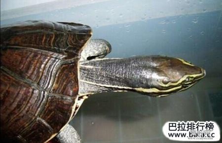 世界十大名龟排行榜 哪些是排名最漂亮的龟
