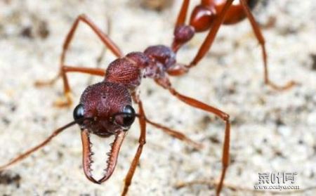 世界上最大的蚁后，公牛蚁体长3.7厘米