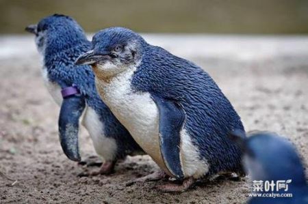 世界上最小的企鹅，小蓝企鹅体重约1公斤