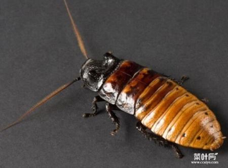 世界上最大的蟑螂，犀牛蟑螂体长达8厘米