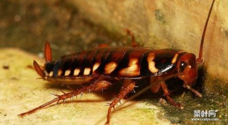 世界上最大的蟑螂，犀牛蟑螂体长达8厘米