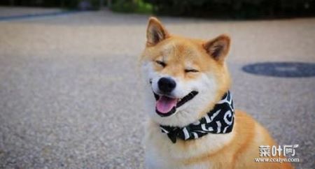 微笑狗原图：网络微笑狗真的很吓人吗,真相揭开