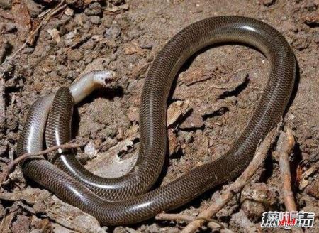 世界上最小的蛇，钩盲蛇(长15厘米能钻进人的耳朵)