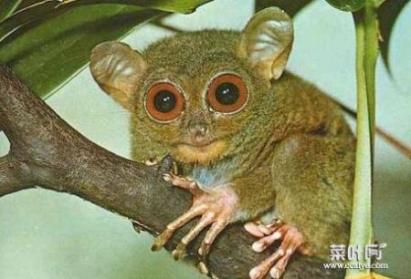 世界上最小的猴子是什么品种 眼镜猴的简介