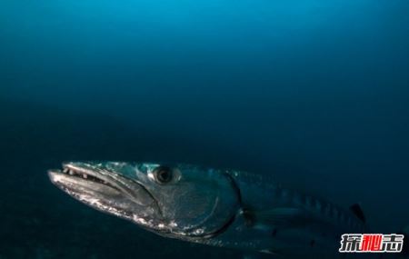 海洋里十大厉害的动物 炮弹鱼上榜,第六荣登吉尼斯记录