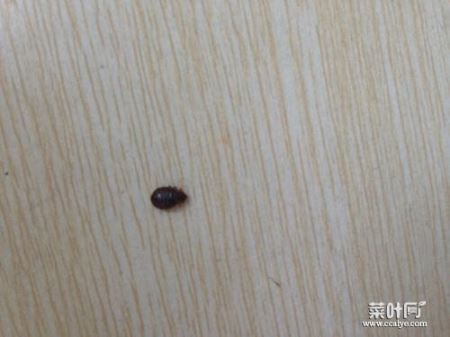 床上的十种虫子及图片 家中常见小虫子图片大全