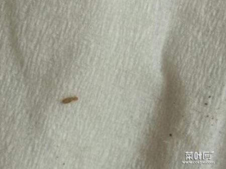 床上的十种虫子及图片 家中常见小虫子图片大全