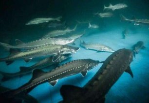 世界十大鱼类排行：长江鲟鱼排第一