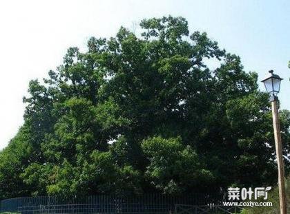 世界上现存的十棵最古老树木 已5000岁了！