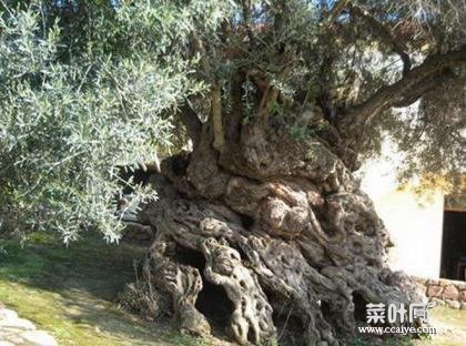 世界上现存的十棵最古老树木 已5000岁了！