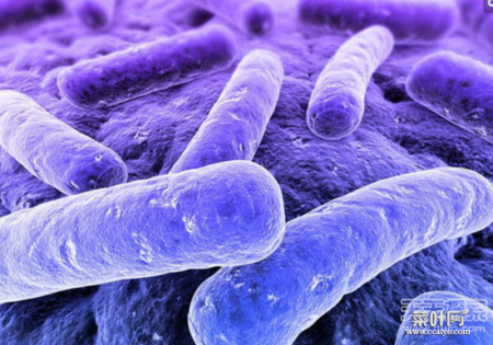 细菌九大事实：人类离开它们无法存活
