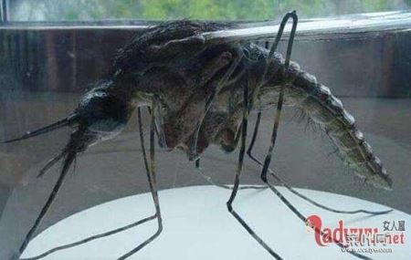 华丽巨蚊：地球上最大的蚊子吃人