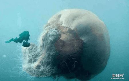 地球十大深海巨怪 传说中的海洋巨怪图片