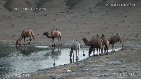 全球第一次！甘肃安南坝自然保护区黄羊沟野生动物饮水池附近出现“白化”野骆驼