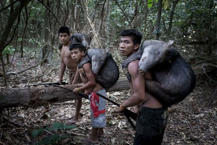 巴西亚马逊雨林诡秘部落“阿佤族”妇女用乳哺育野生动物