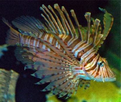 海底十大最危险动物排行榜