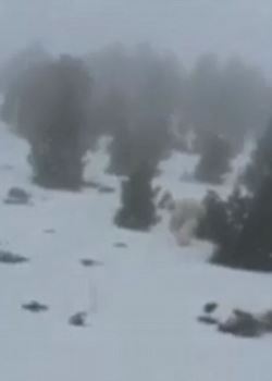 西班牙滑雪圣地出现疑似UFO“喜马拉雅山雪人”（Yeti） 迅速穿过树林