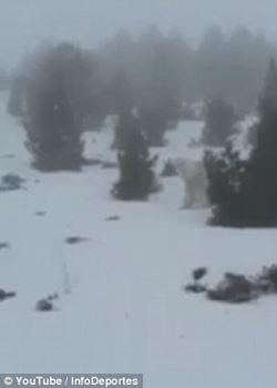 西班牙滑雪圣地出现疑似UFO“喜马拉雅山雪人”（Yeti） 迅速穿过树林