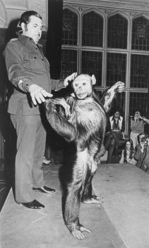 美国演化心理学家Gordon Gallup：百年前曾经有人类与黑猩猩的混种物种诞生