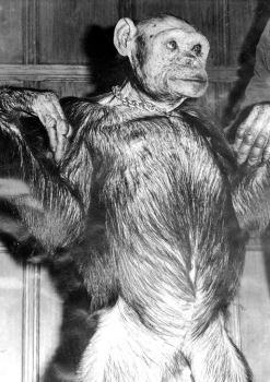 美国演化心理学家Gordon Gallup：百年前曾经有人类与黑猩猩的混种物种诞生