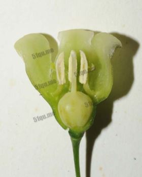 钟花黄精（Polygonatum campanulatum G. W. Hu）