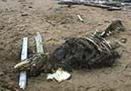 俄罗斯士兵8年前在萨哈林岛海滩上发现的海怪尸体科学家检测后认为是大白鲸骨骼