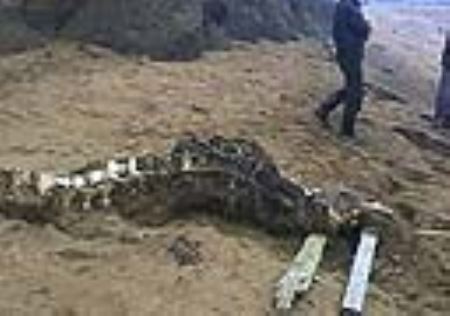 曾有猜测认为这具骨骼属于鲸鱼或蛇颈龙。