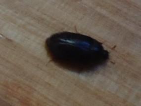 很小的黑色的吸血的虫子 吸血的虫子叫啥