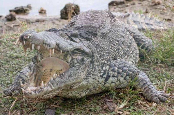 地球上最大最凶残的鳄鱼，湾鳄体长可达7米