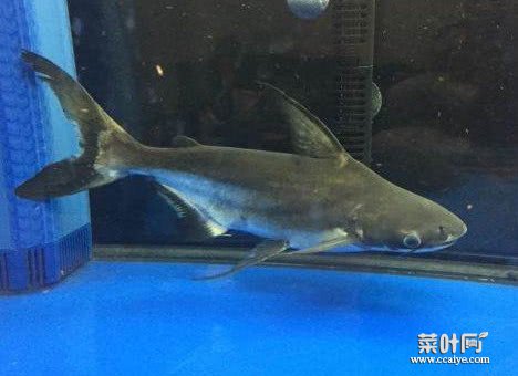 鱼缸鲨鱼的种类大全 图丽鱼